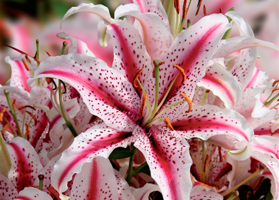 Orientalische Lilien, Grün erleben, Blumenzwiebeln Gärtnerei Hamp