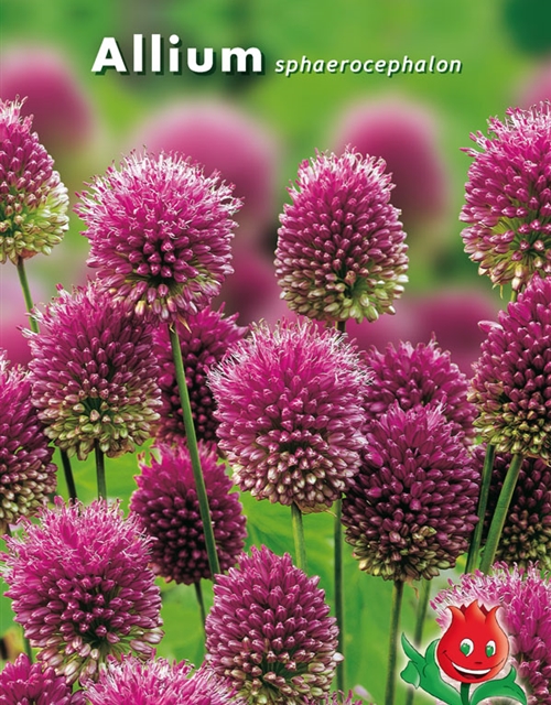 Trommelstocklauch, Grün erleben, Blumenzwiebeln Gärtnerei Hamp