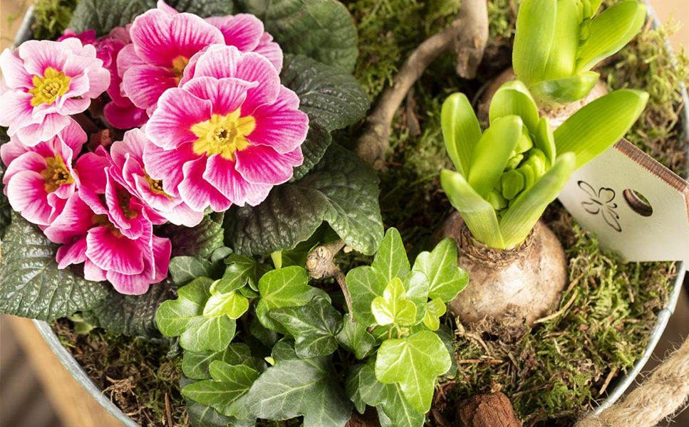 Frühling - Holen Sie sich den Frühling nachhause!