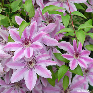 CLEMATIS! CLEMATIS!