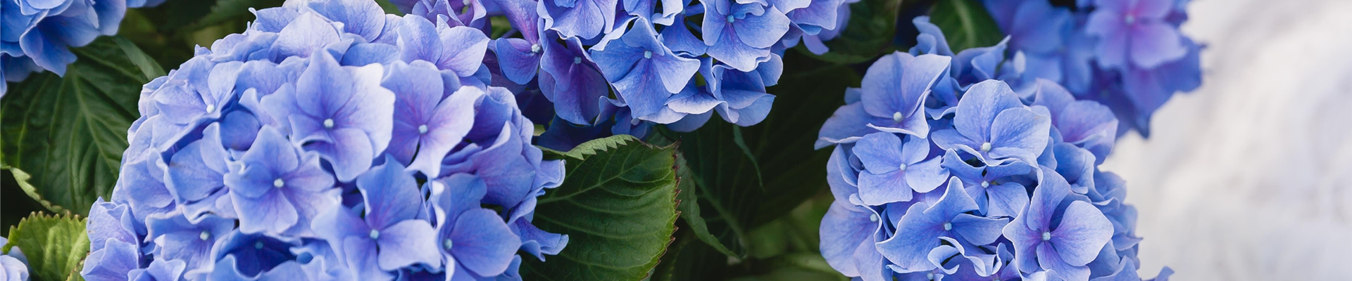 SOMMERZEIT IST HORTENSIENZEIT!