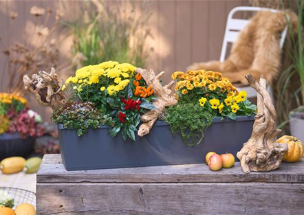 DER HERBST IM KASTEN!