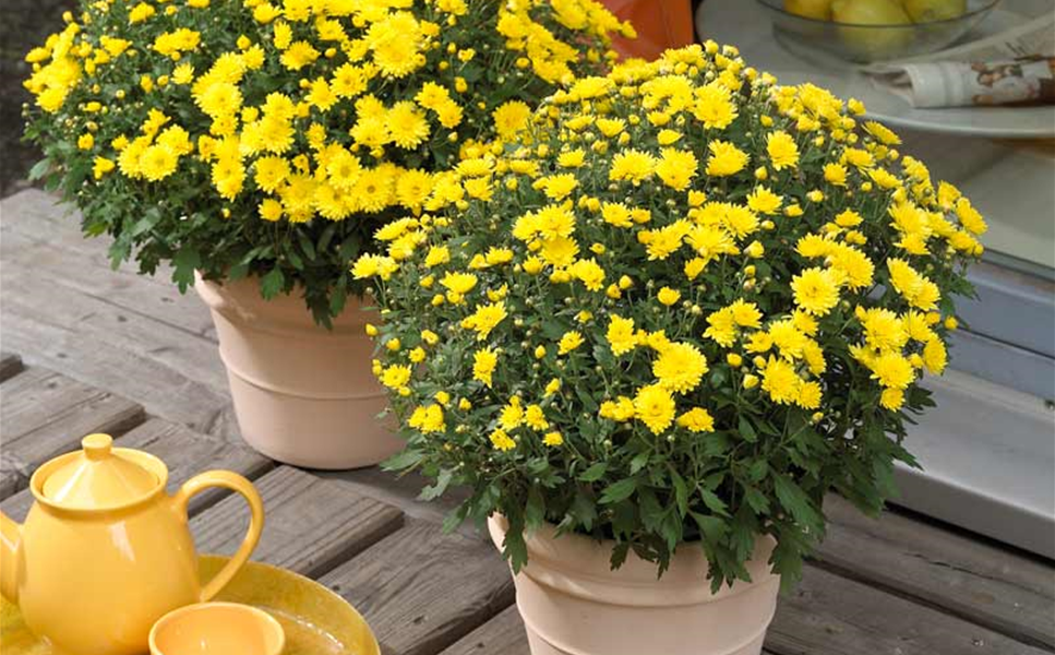 Herbst - Jetzt wird's Herbst