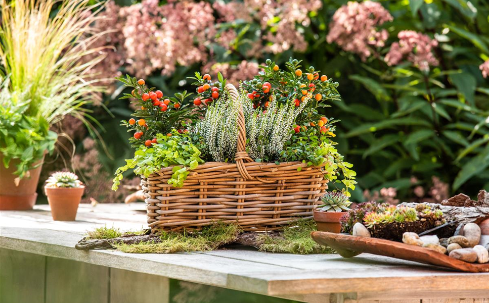 Farbenrausch im Garten - Hallo Herbst