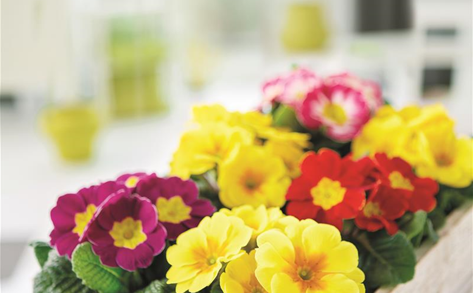 Frühling - Jetzt wird's Frühling