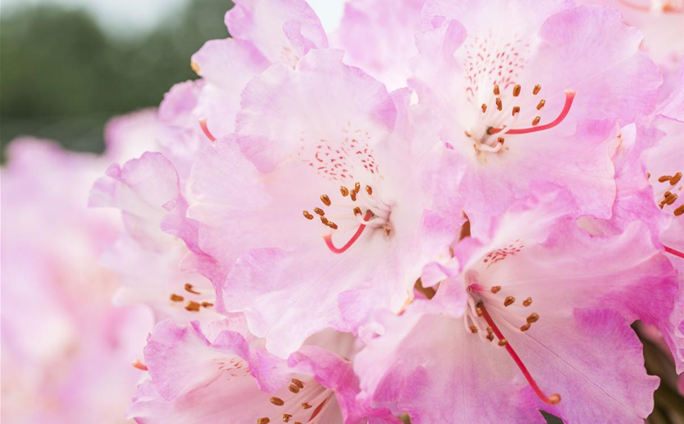 Garten - Pflanz dir was