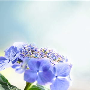 Hortensie