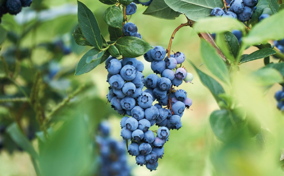 Beerenobst - Gesund und lecker
