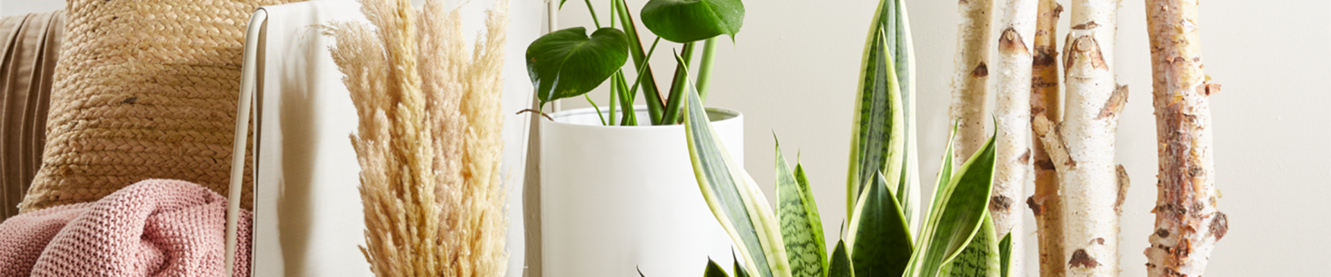 PFLEGELEICHTE ZIMMERPFLANZEN!