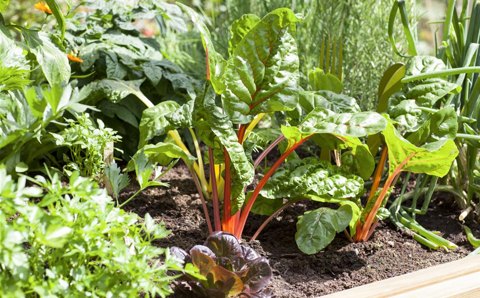 Kräuter, Gemüse, Obst - Alles rund um`s Thema Selbstversorgung Kräuter, Gemüse, Obst - Alles rund um`s Thema Selbstversorgung