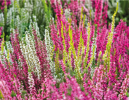 KNOSPENBLüHERHEIDE KNOSPENBLüHERHEIDE