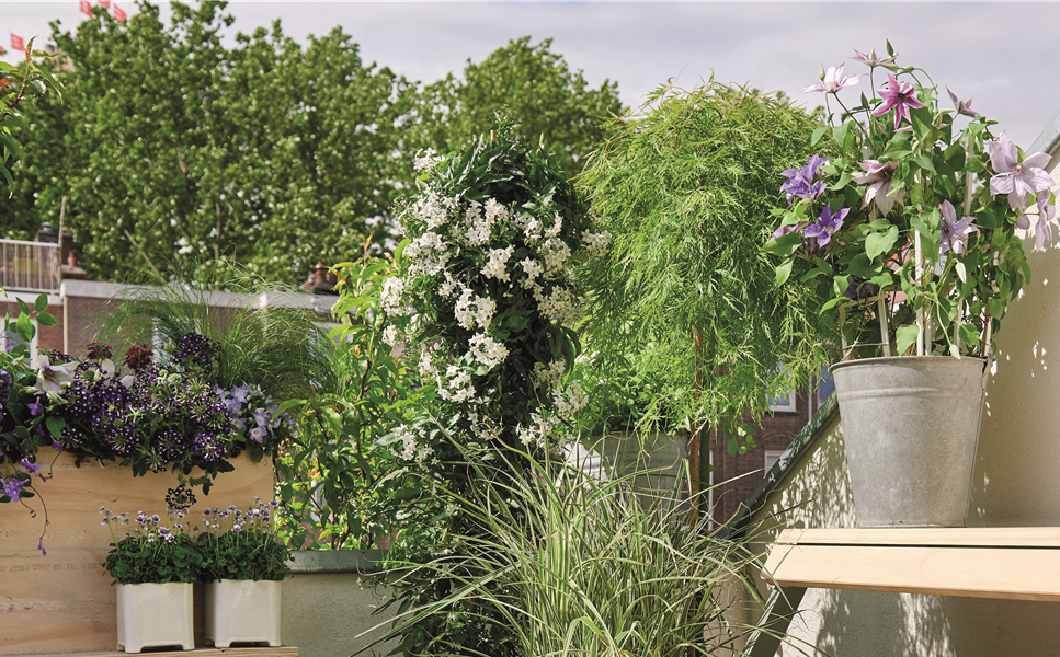 Der Sommer ist da - Blühendes Makeover