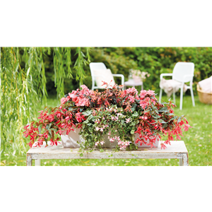 IM TREND: BALKON!
