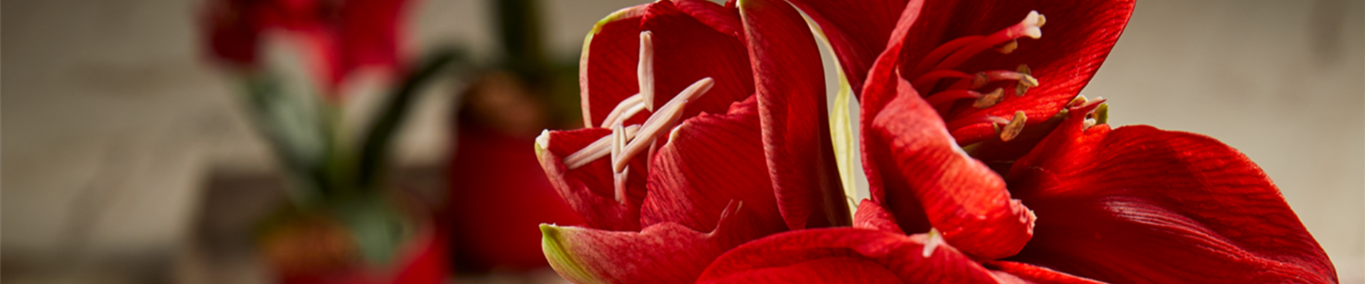 AMARYLLIS
