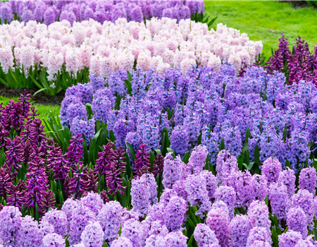 JETZT PFLANZEN, SPäTER STAUNEN! JETZT PFLANZEN, SPäTER STAUNEN!