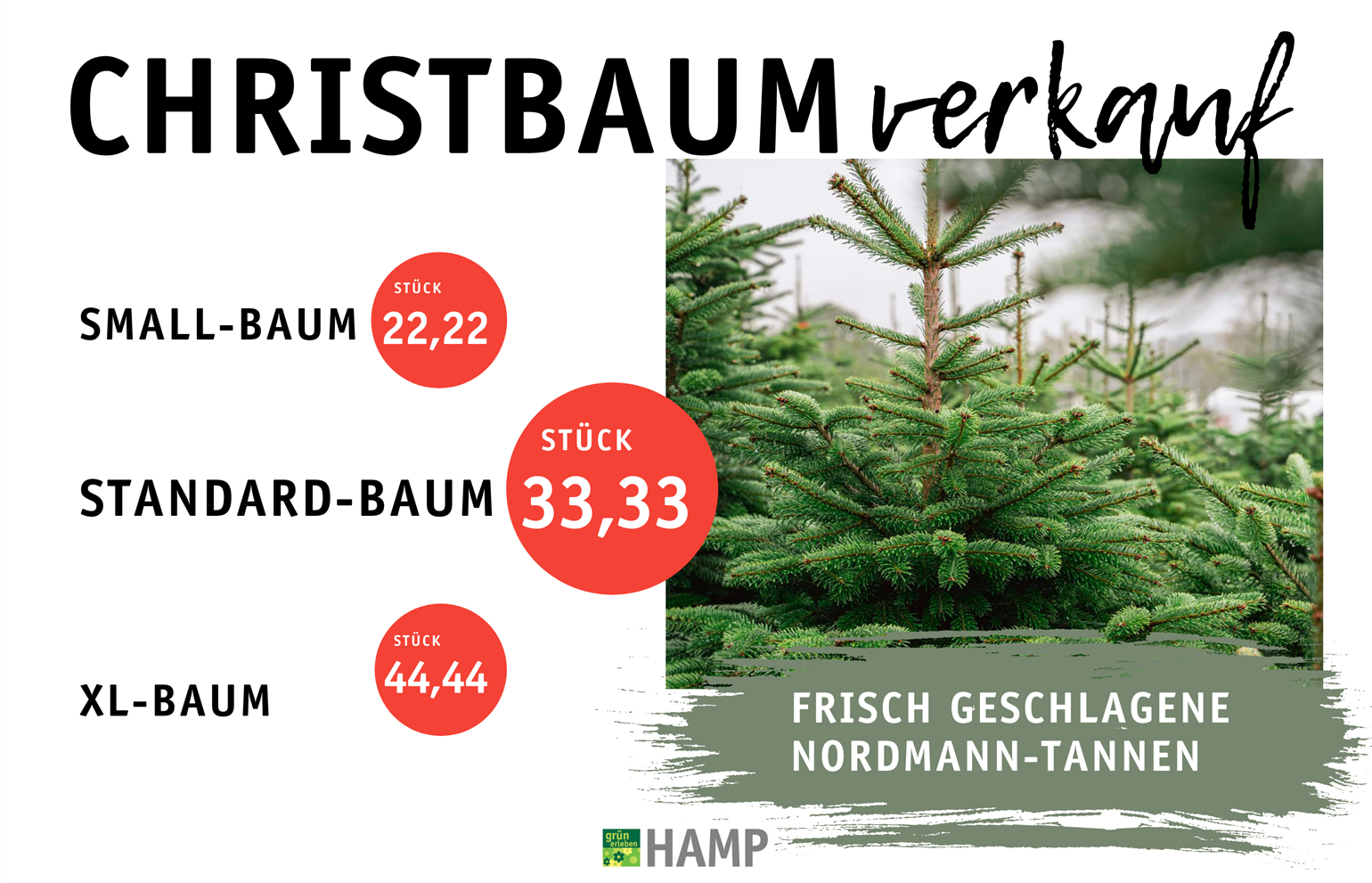 Frische - Nordmanntannen