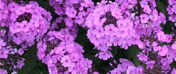 POLSTERPHLOX
