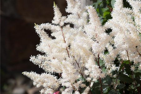 PFLANZE DER WOCHE: ASTILBE
