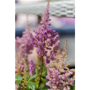 PFLANZE DER WOCHE: ASTILBE
