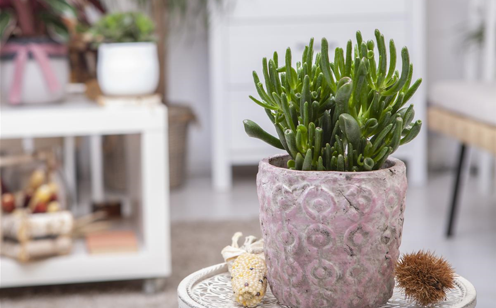 Pflanzgefässe - Hübsche Übertöpfe und Co.