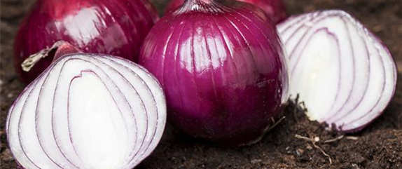 ERNTEDANKFEST  ERNTEDANKFEST