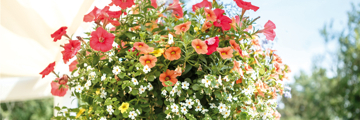 HäNGENDE GäRTEN FüR DEN BALKON