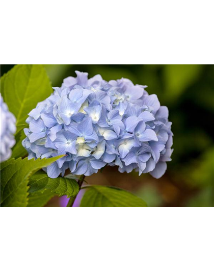 Bauern Hortensie Bauern Hortensie