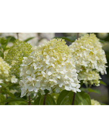 Rispenhortensie Rispenhortensie