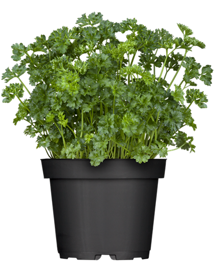 Bio-Petersilie  Bio-Petersilie