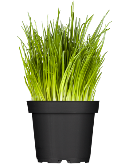 Bio Schnittlauch  Bio Schnittlauch