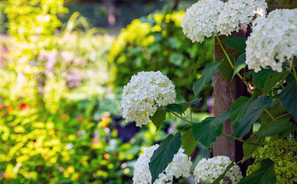 Hortensien - Die Schönheit vom Land