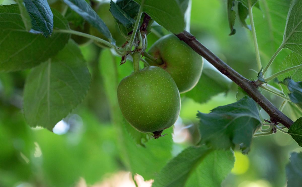 Terrassenobst - Obstanbau auf kleiner Fläche Terrassenobst - Obstanbau auf kleiner Fläche