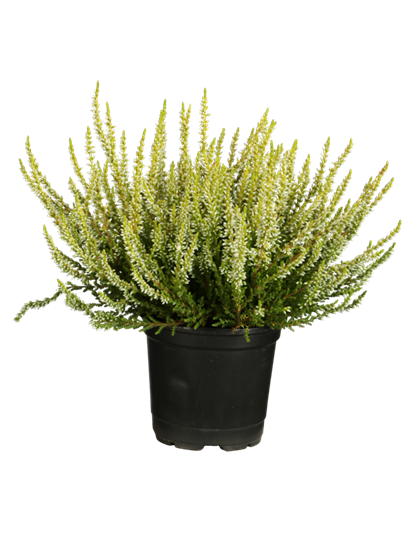 Besenheide Besenheide