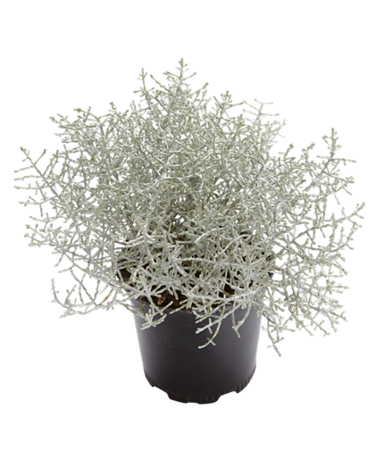 Stacheldraht Stacheldraht