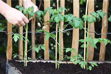 Cherrytomaten - Einpflanzen im Hochbeet Cherrytomaten - Einpflanzen im Hochbeet