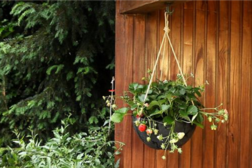 Erdbeeren - Ampel Bepflanzen Erdbeeren - Ampel Bepflanzen