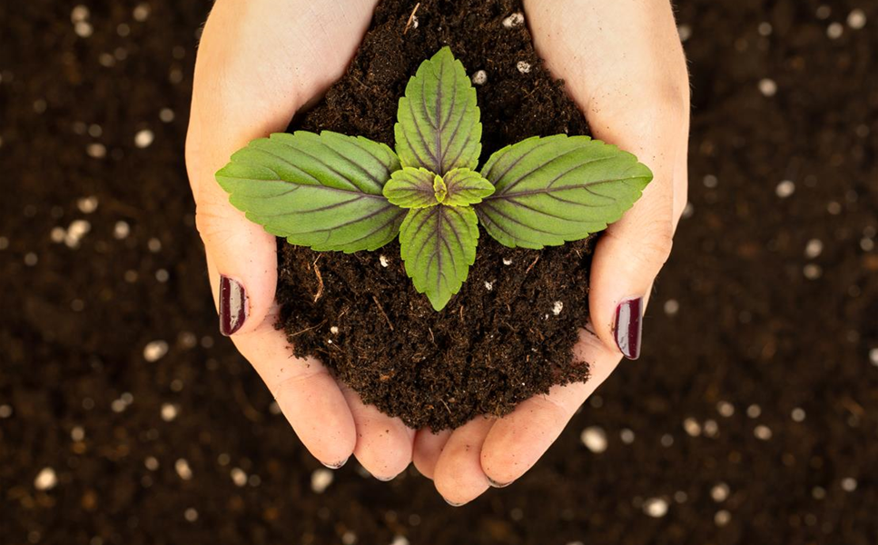 Aussaat - Jetzt schon an die Ernte denken!