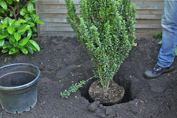 Stechpalme - Einpflanzen im Garten Stechpalme - Einpflanzen im Garten