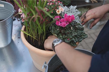 Blumenkübel - Bepflanzung für den Herbst Blumenkübel - Bepflanzung für den Herbst