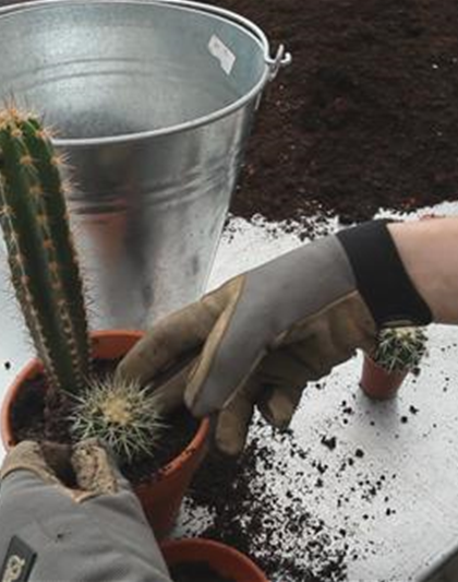 Kakteen - Einpflanzen in ein Gefäß