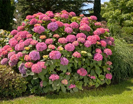 Bauernhortensie