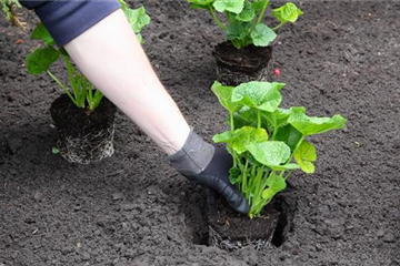 Stockrose - Einpflanzen im Garten Stockrose - Einpflanzen im Garten