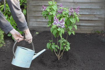 Flieder - Einpflanzen im Garten Flieder - Einpflanzen im Garten