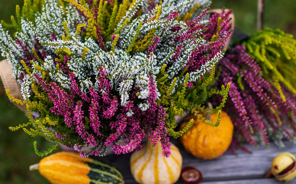 Bunte Herbstklassiker - Wir können Farbe!