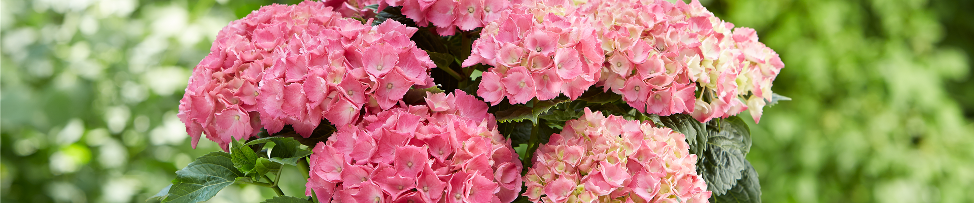 Hortensie