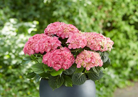 Hortensie