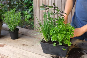 Kräutertopf - Bepflanzen Kräutertopf - Bepflanzen