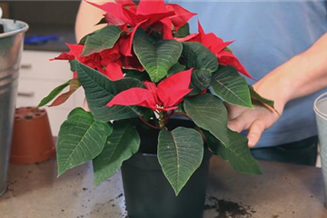 Weihnachtsstern - Einpflanzen in ein Gefäß Weihnachtsstern - Einpflanzen in ein Gefäß