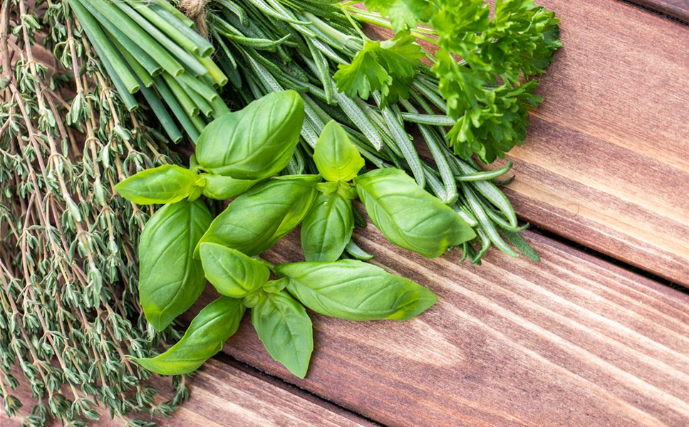 Schnittlauch und Co. - Frische Kräuter