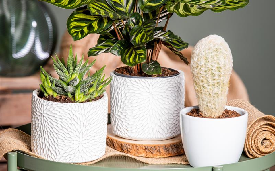 Wohnen - Mach`s dir Wohnlich!